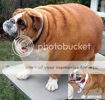 fat_dog2.jpg