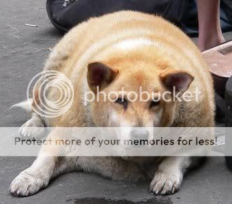 fat_dog.jpg