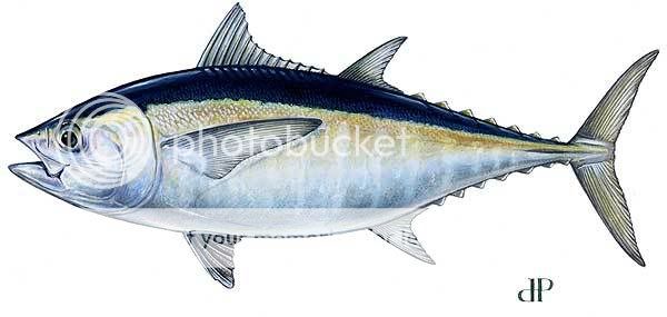 LBF_blackfin_tuna.jpg